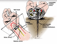 wrist anatomy